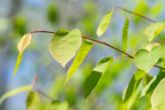 Tree leaves