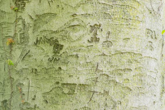 Tree bark