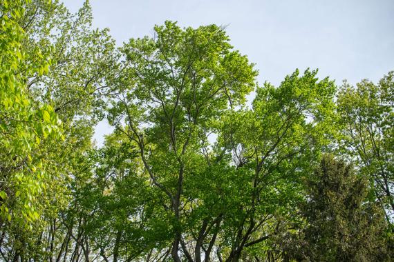 Tree branches