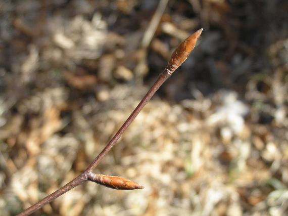 Tree bud