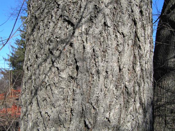 Bitternut Hickory Bark