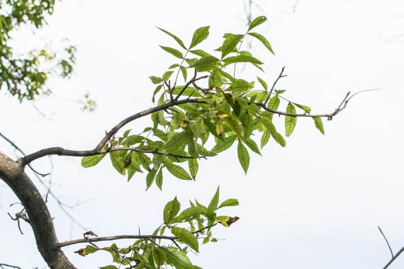 Bitternut Hickory Branch