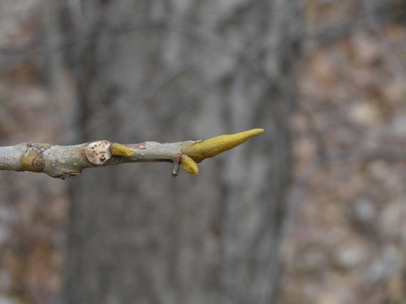 Bitternut Hickory Bud