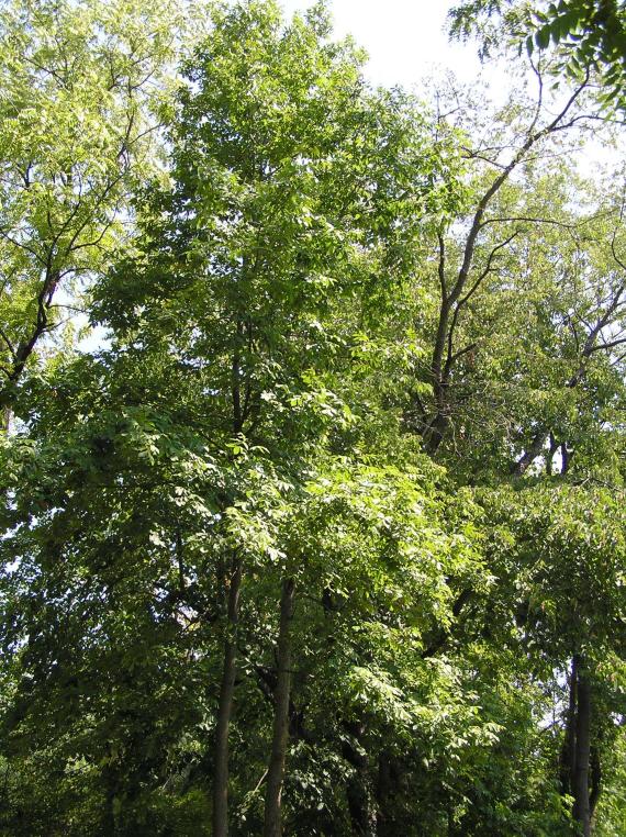 Bitternut Hickory Habit