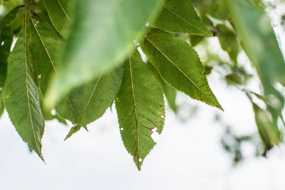 Bitternut Hickory Leaves - Summer