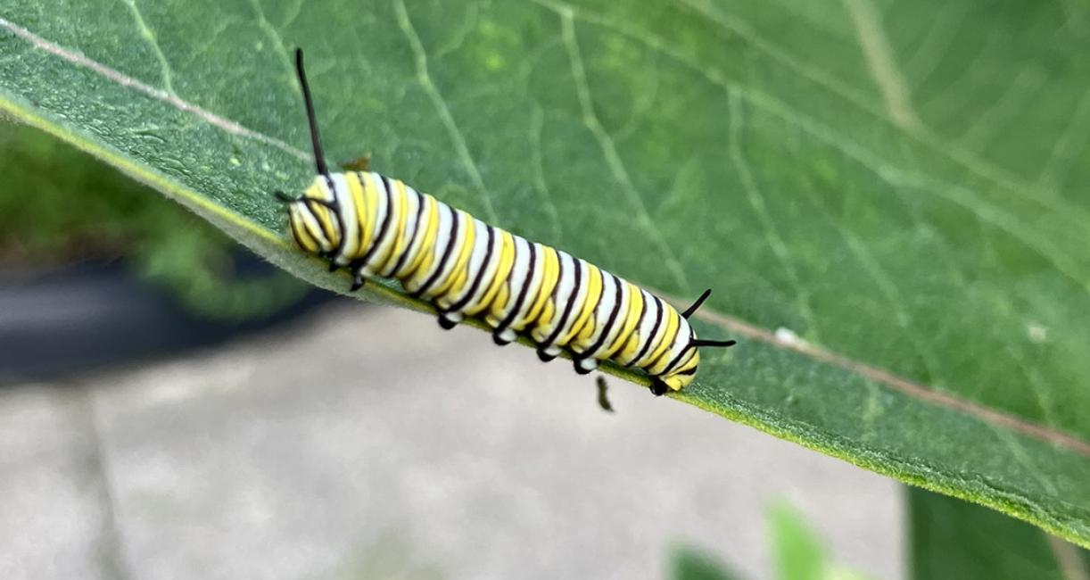 A monarch caterpillar is feeding on milkweed