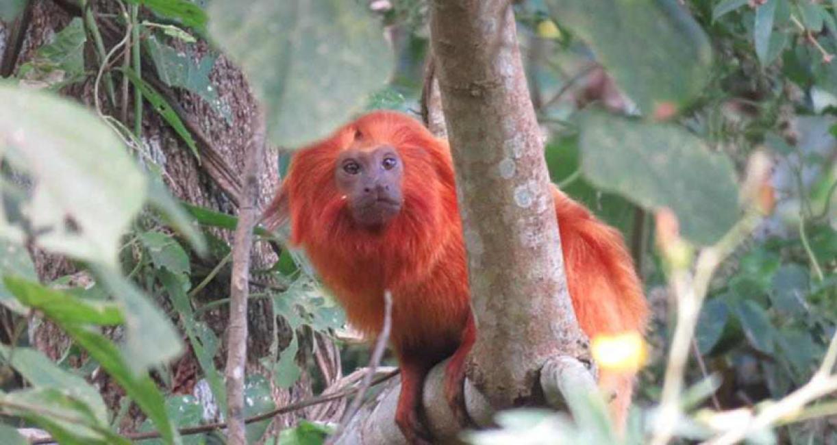 Photo of a golden lion tamarin