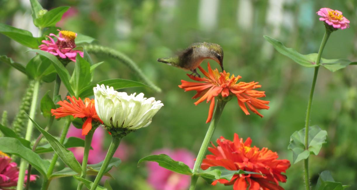 A hummingbird is hovering over a zinnia