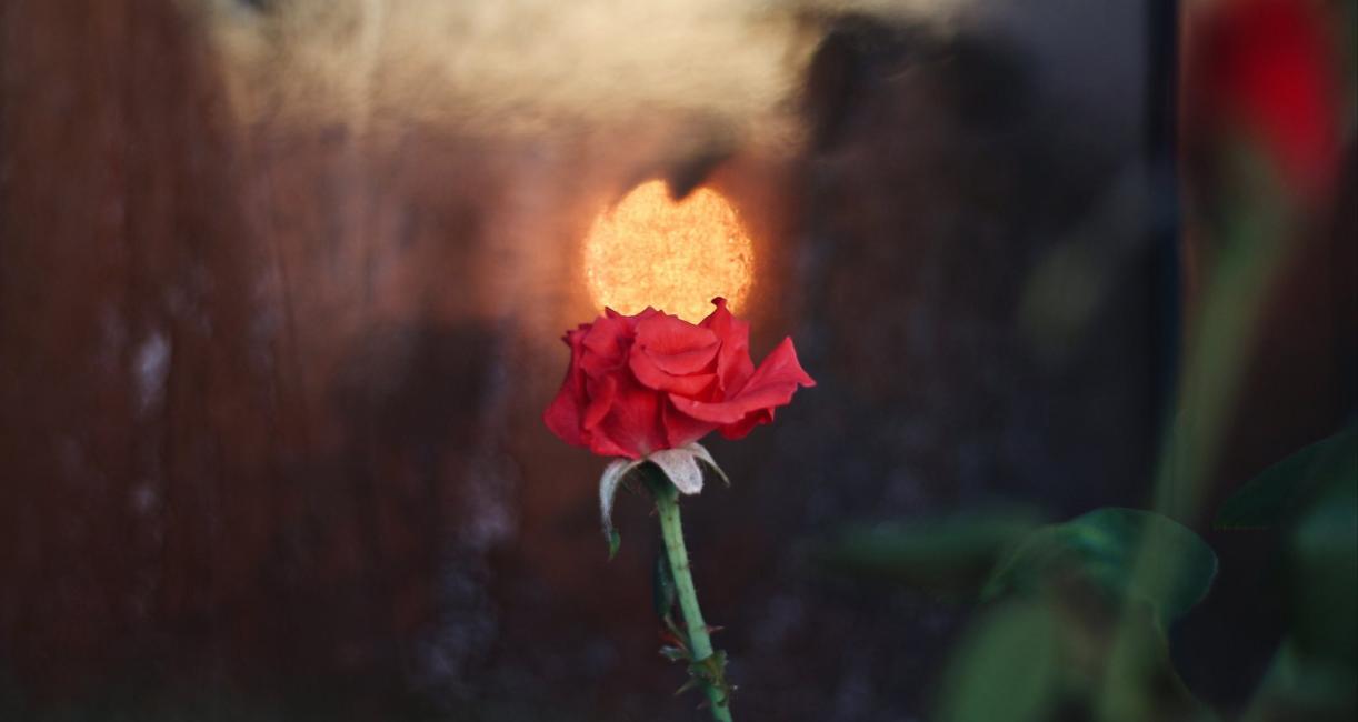 A small rose with the sunset's reflection on top of it.