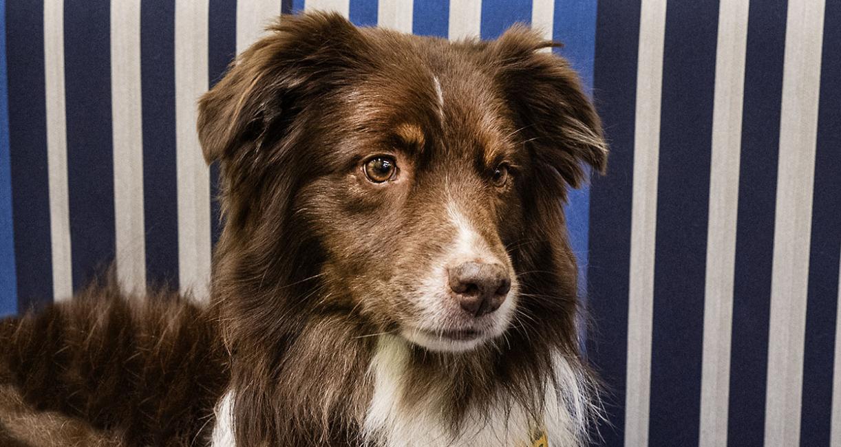 Gunner the therapy dog