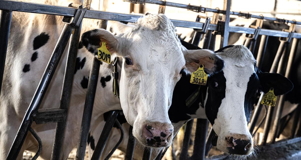 Dairy cows in the milking parlor.