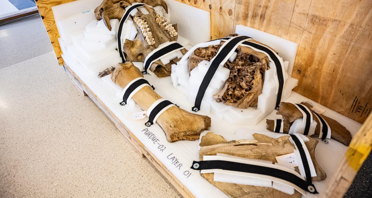 The mastodon bones were packed on Aug. 22, 2023 for shipment to Trenton, Ontario, where they would be coated for mounting in a new display case.