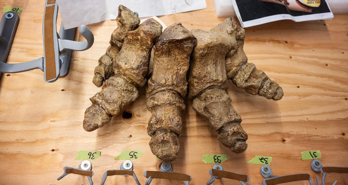 Some of the foot bones from “Donna,” the original mastodon bones that give the university its nickname.