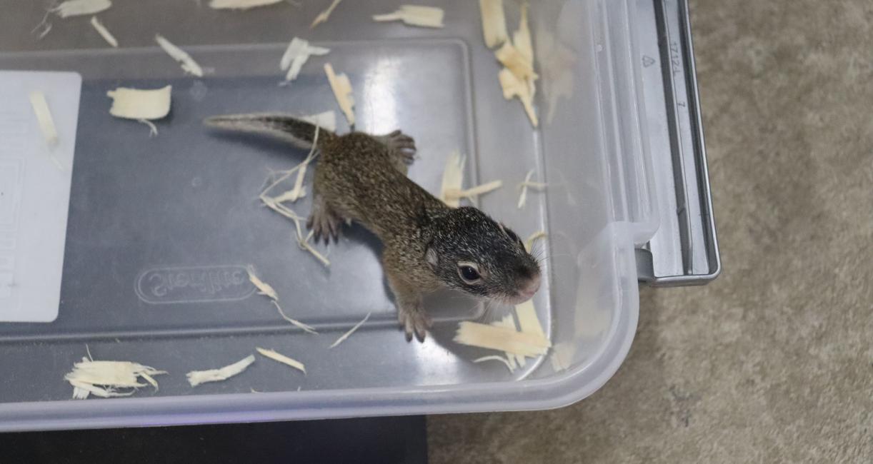 Franklin's ground squirrel kit