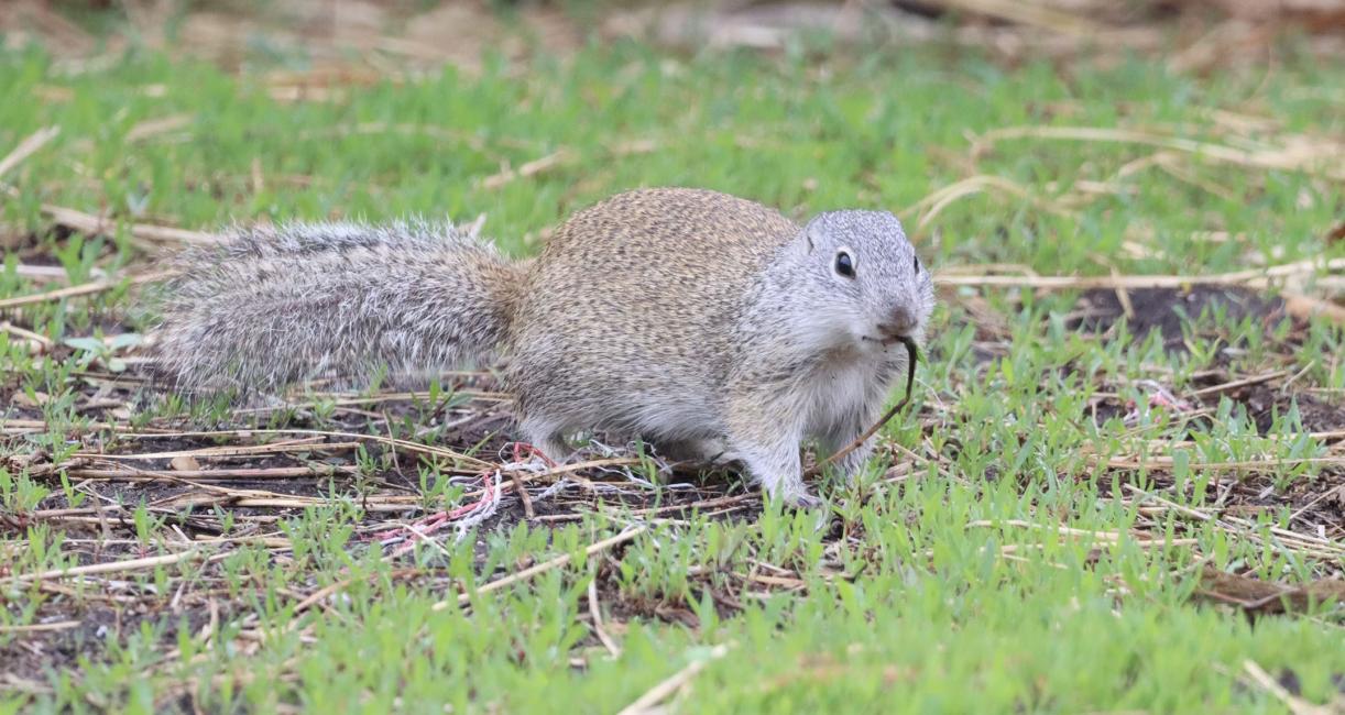 Franklin's ground squirrel