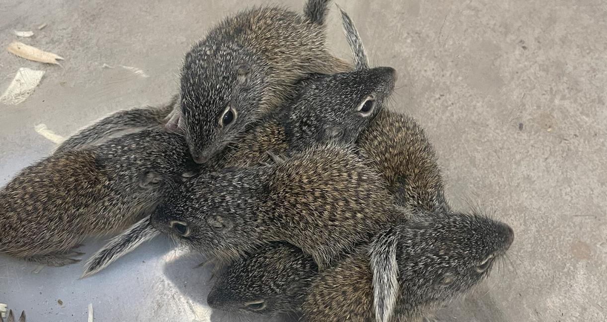 Franklin's ground squirrel kits