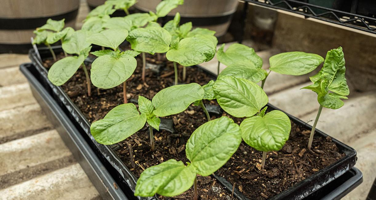 Small plants in pots