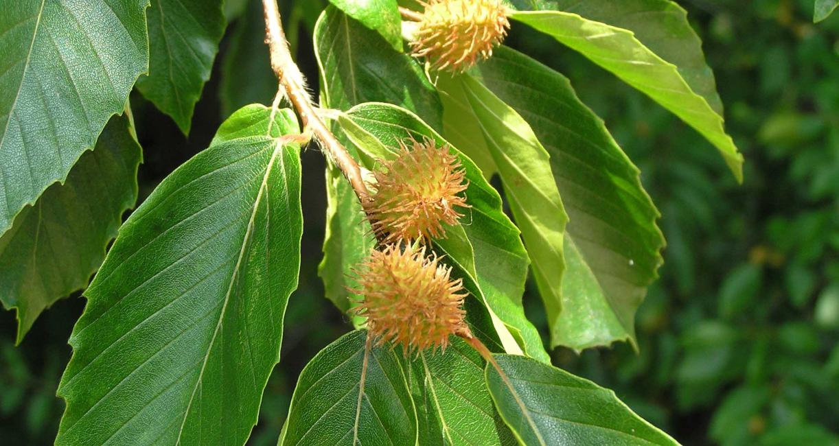 Tree fruit