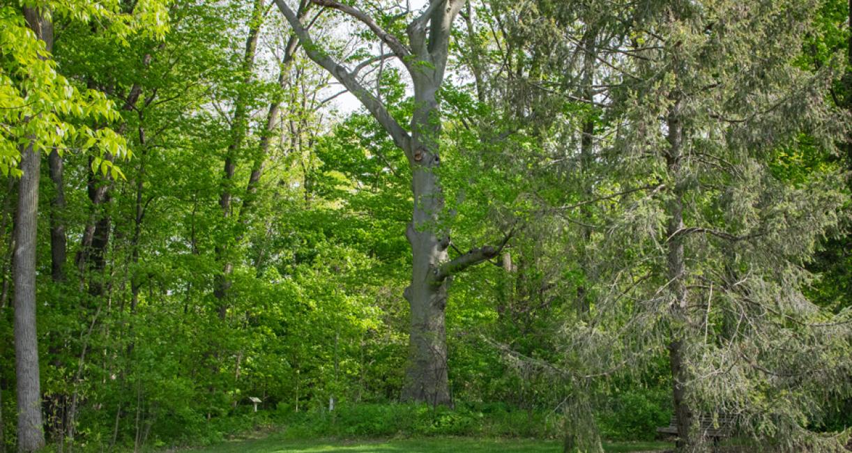 Tree habitat