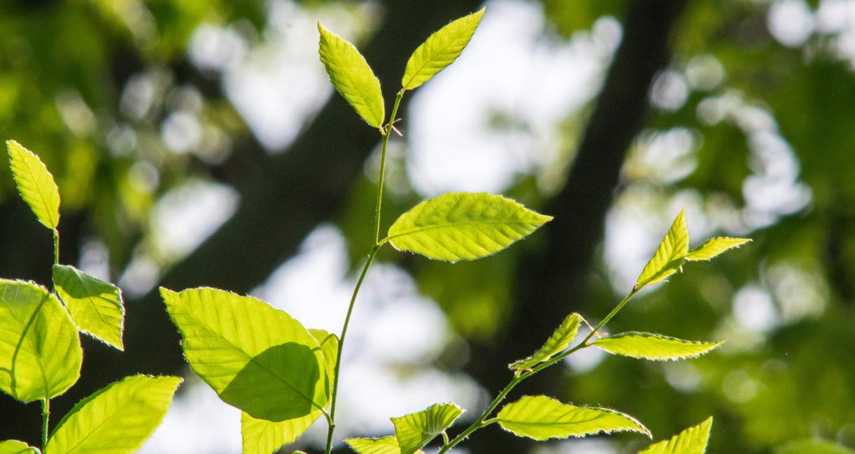 Tree leaves