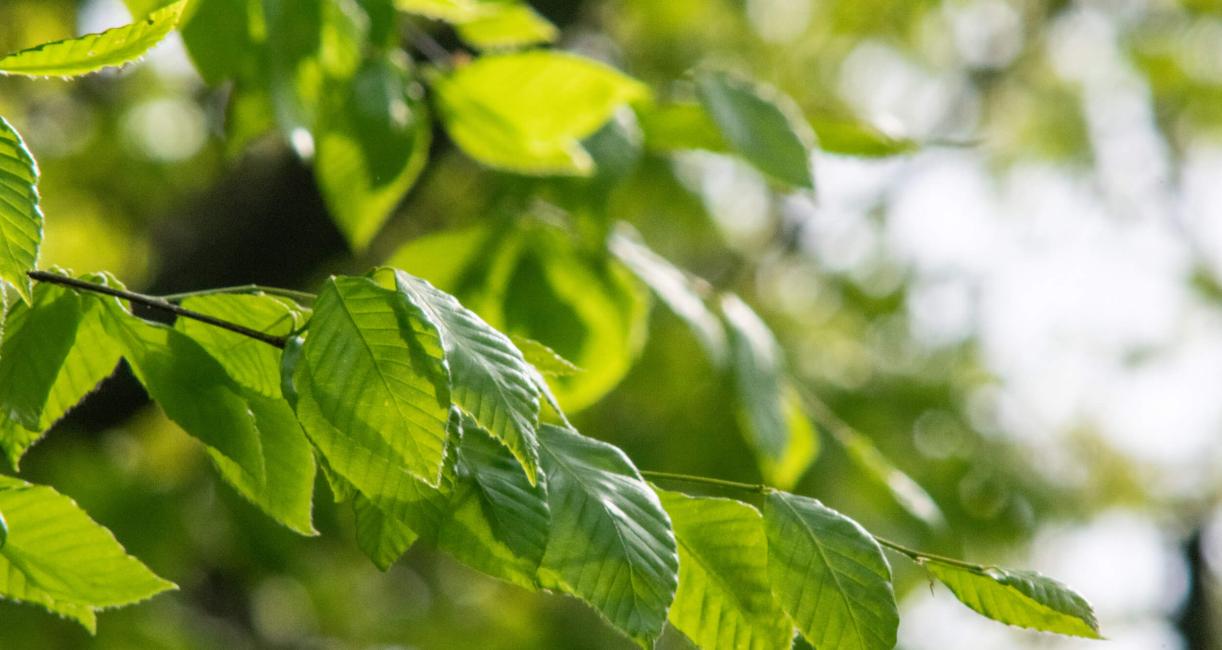 Tree leaves