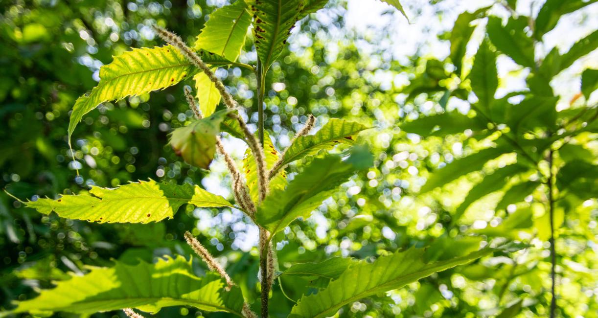 Tree branch