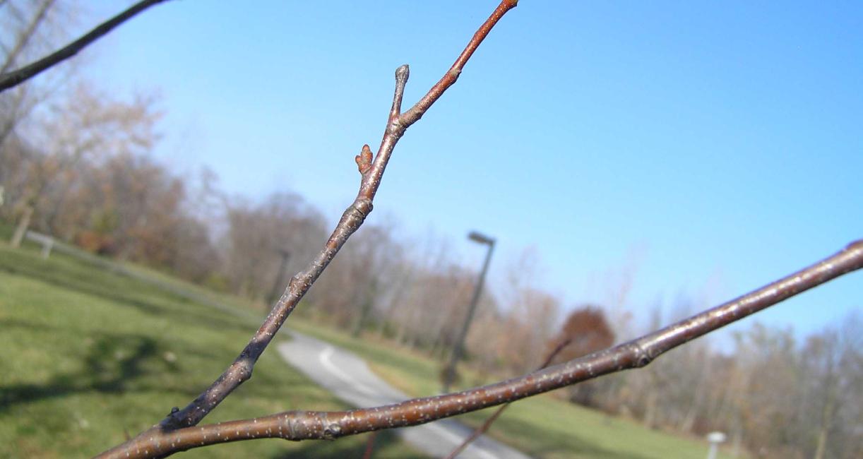 Tree branch