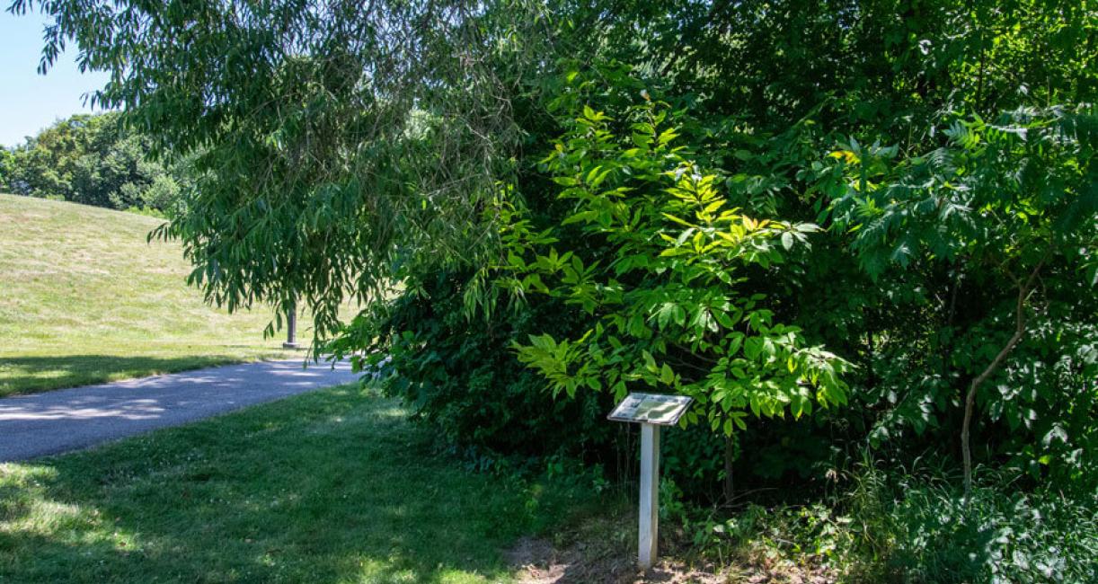 Tree habitat