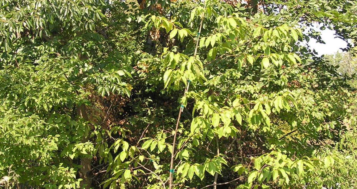 Tree habitat