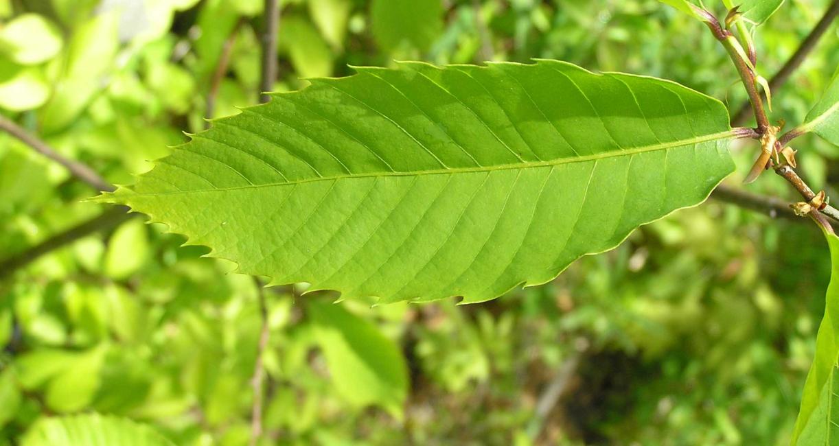 Tree leaves