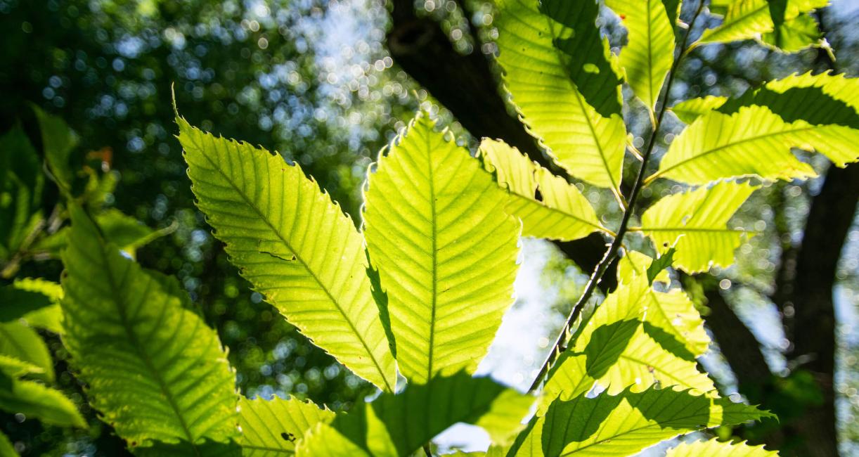 Tree leaves in the sunlight