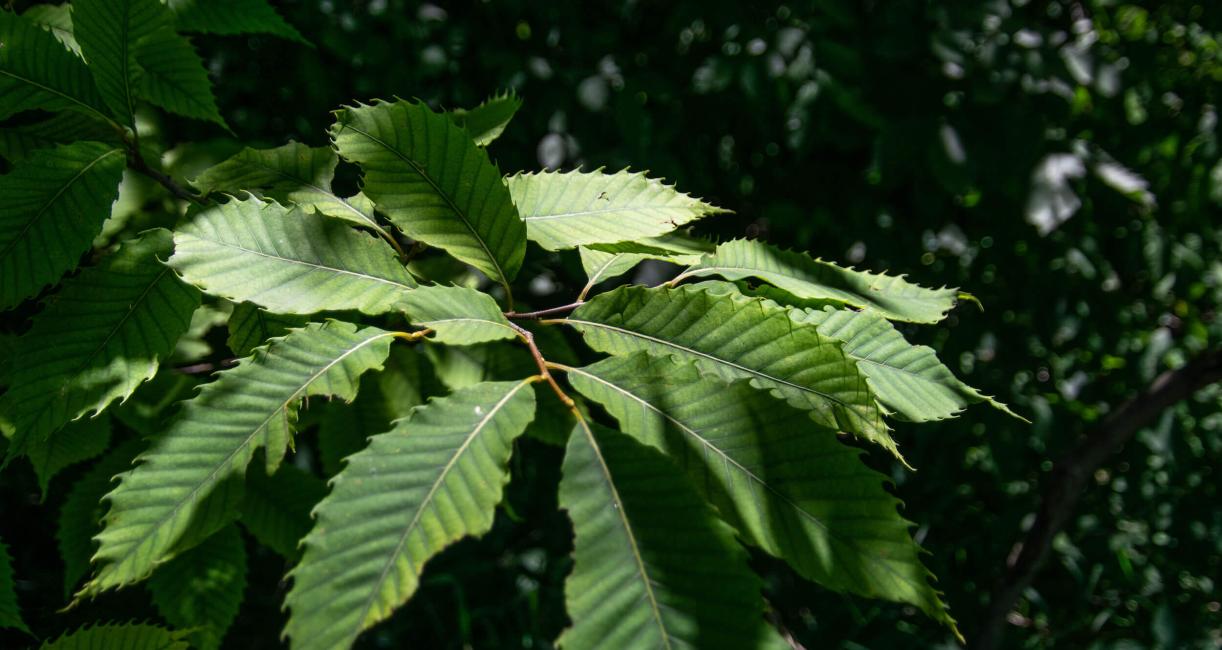 Tree leaves