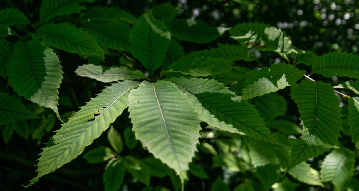 Tree leaves