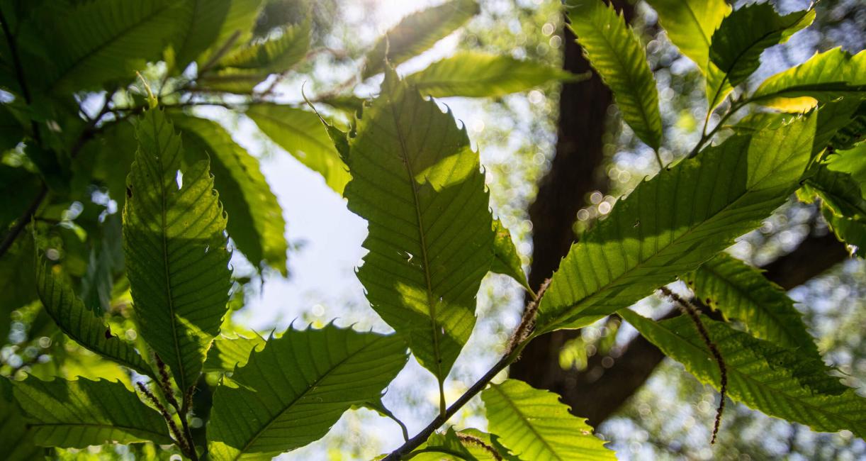 Tree leaves