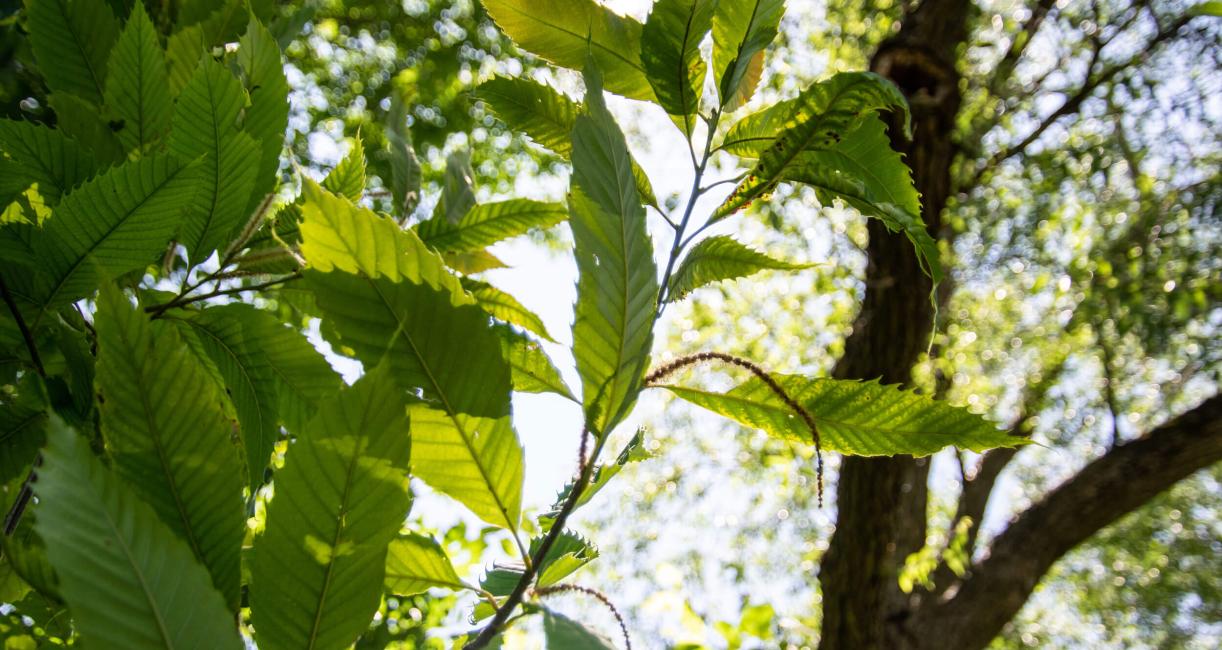 Tree leaves