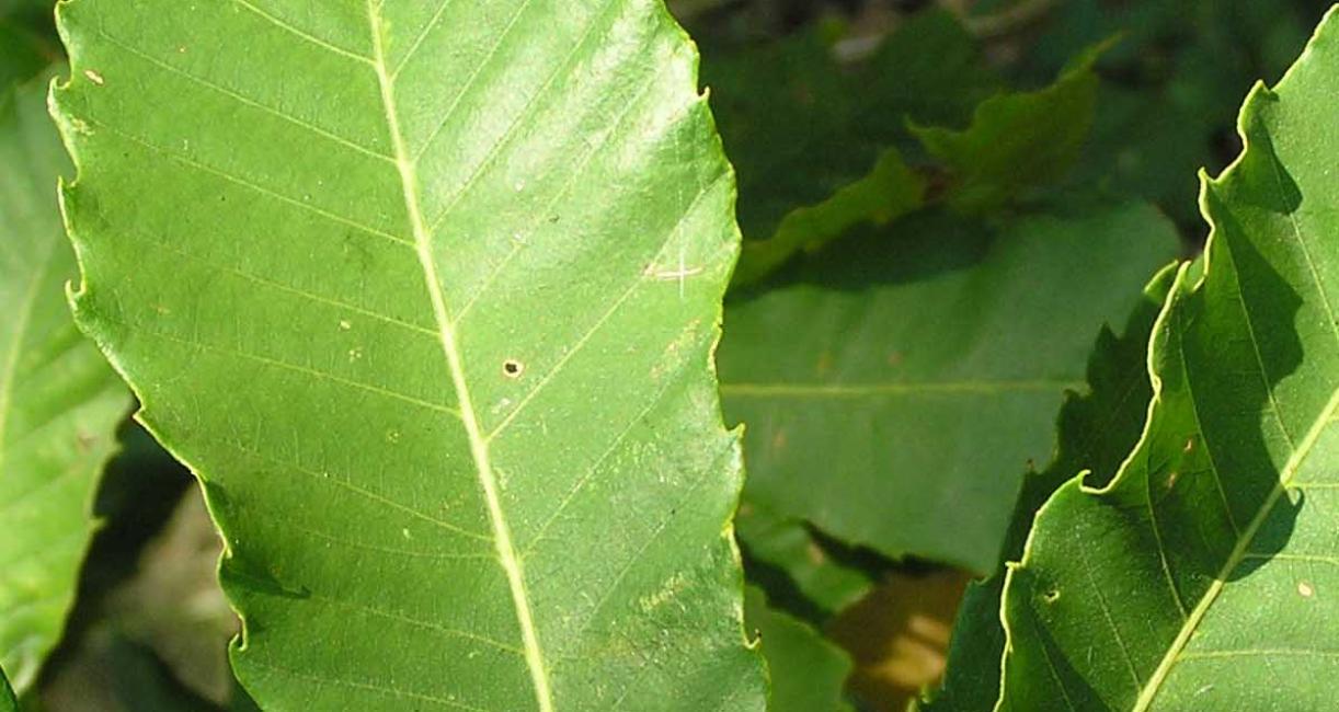 Tree leaves