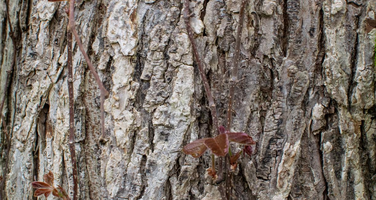 Tree bark