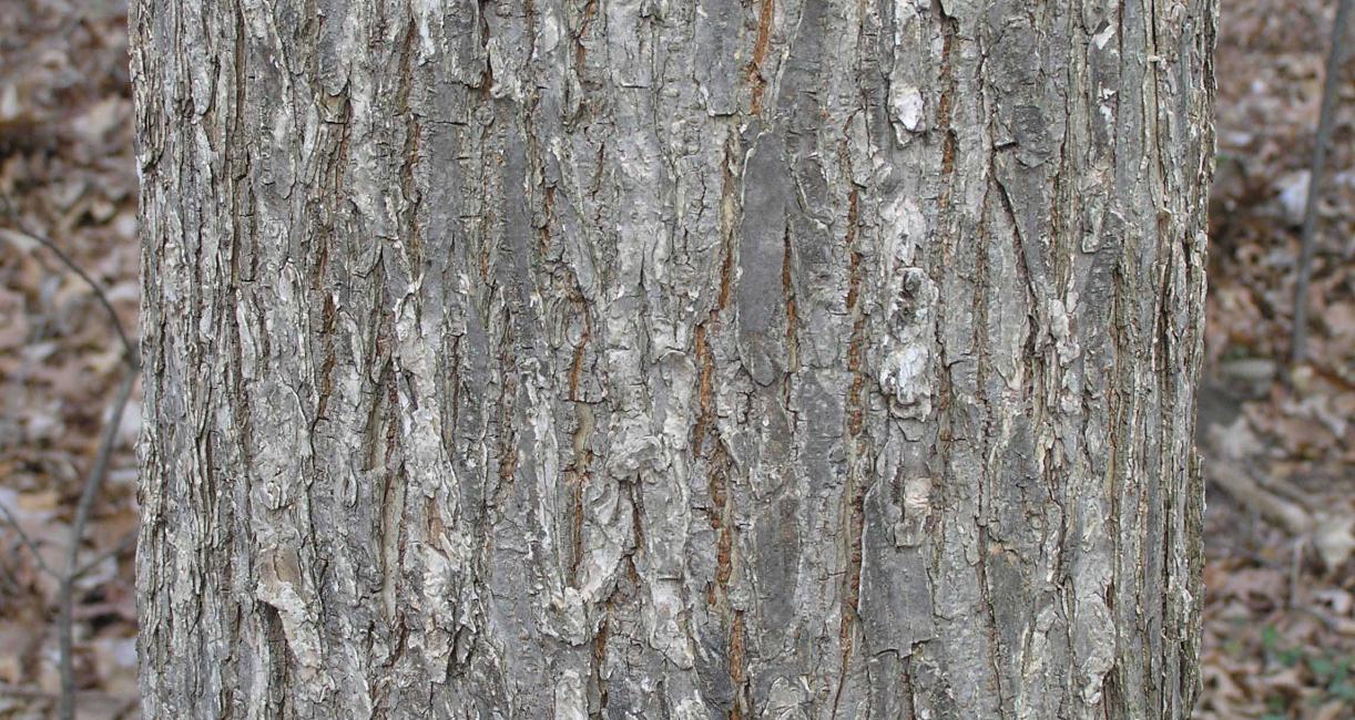 Tree bark