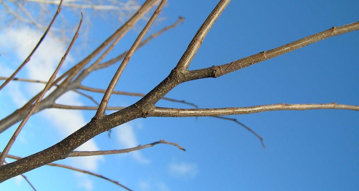 Tree branch