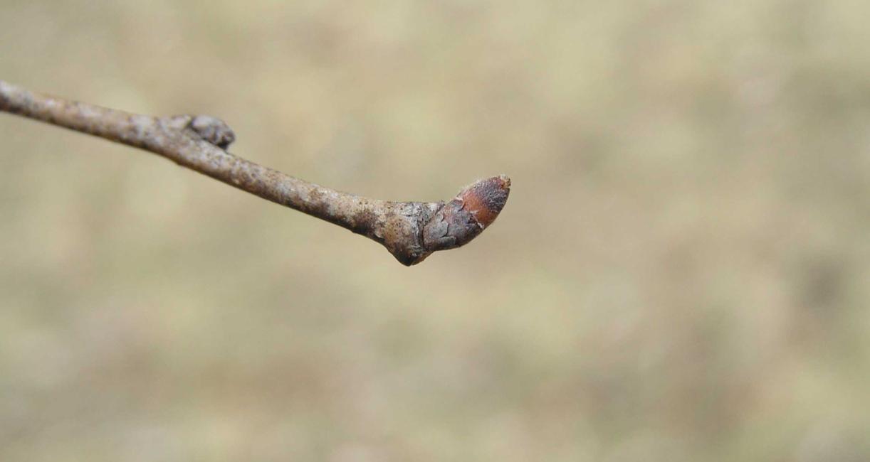 Tree bud