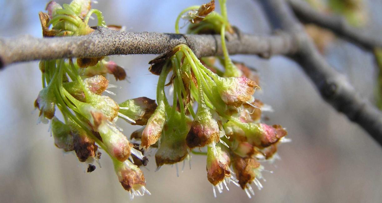 Tree flower