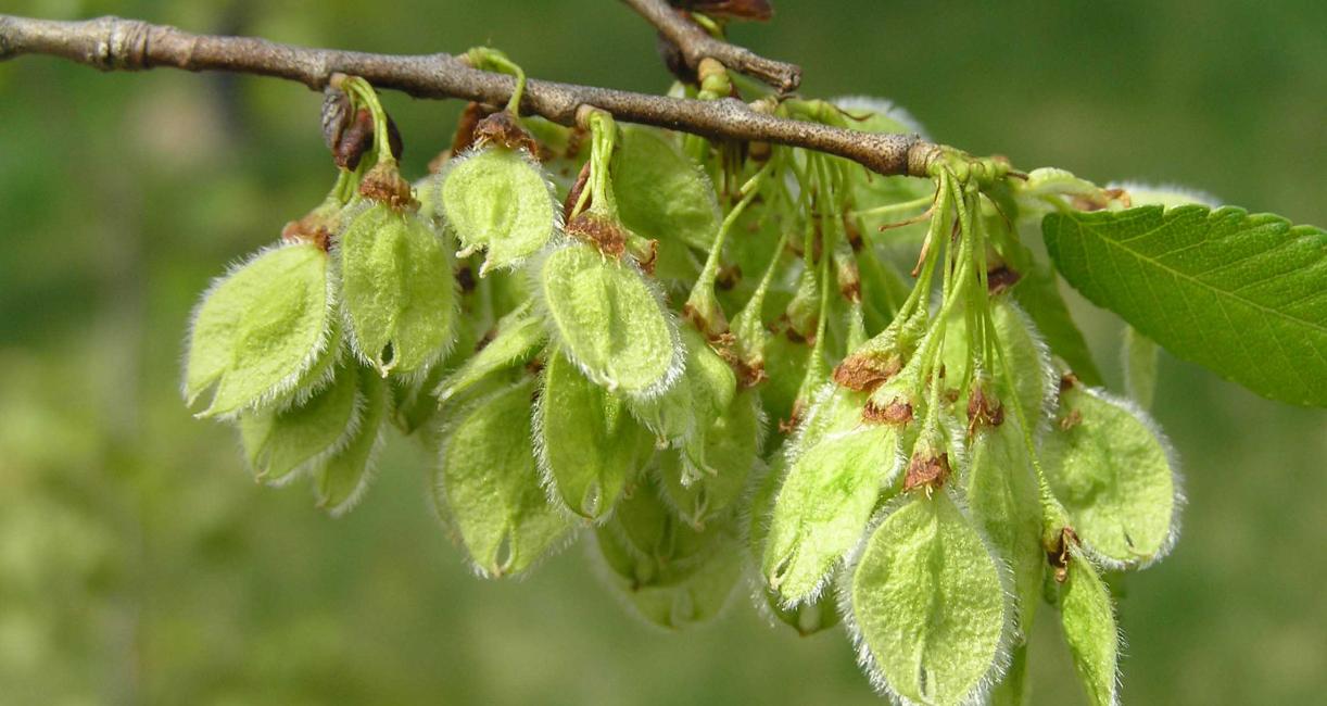 Tree fruit