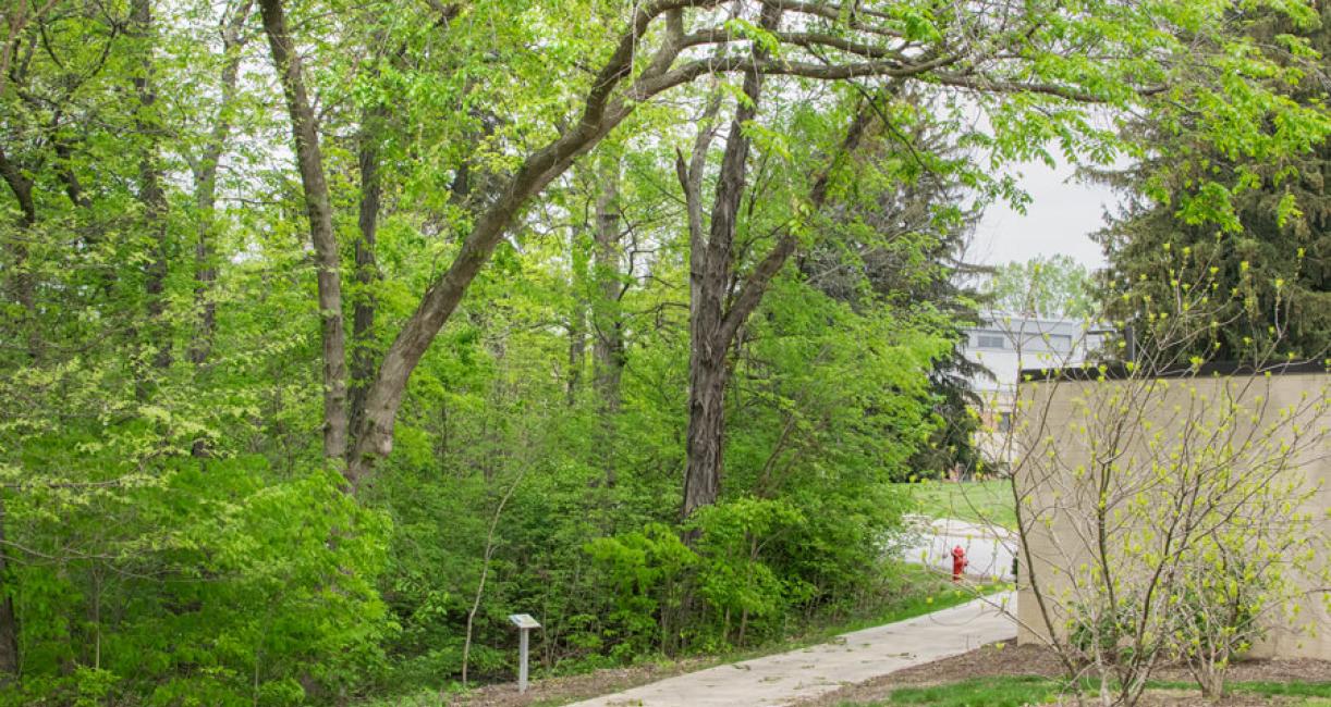 Tree habitat