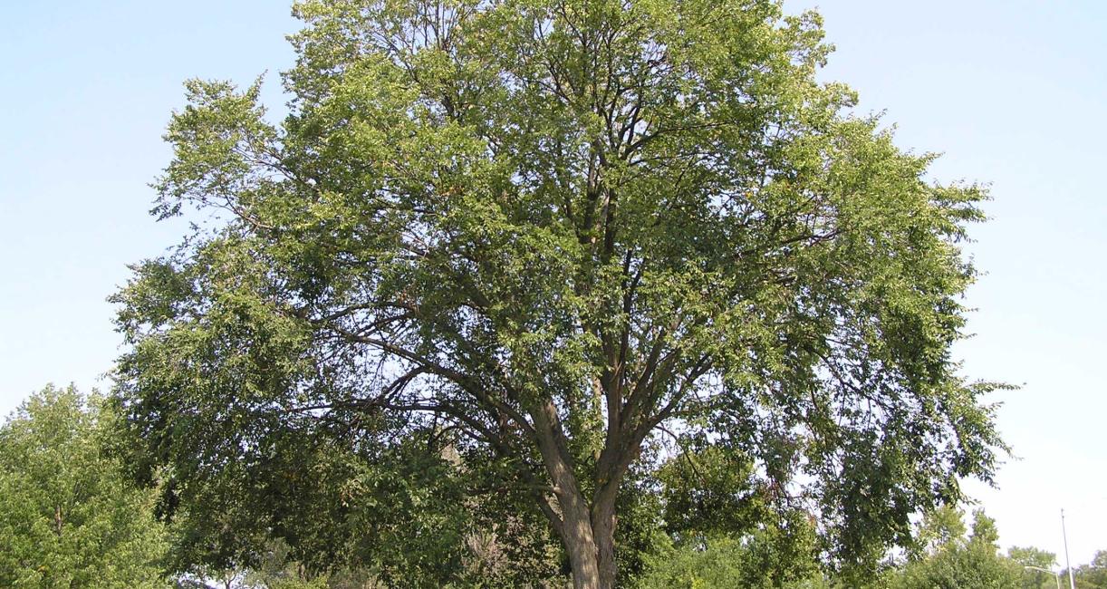 Tree habitat