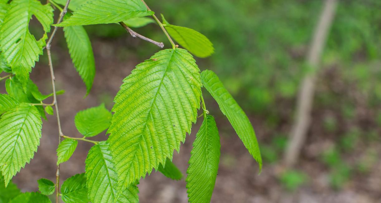 Tree leaves