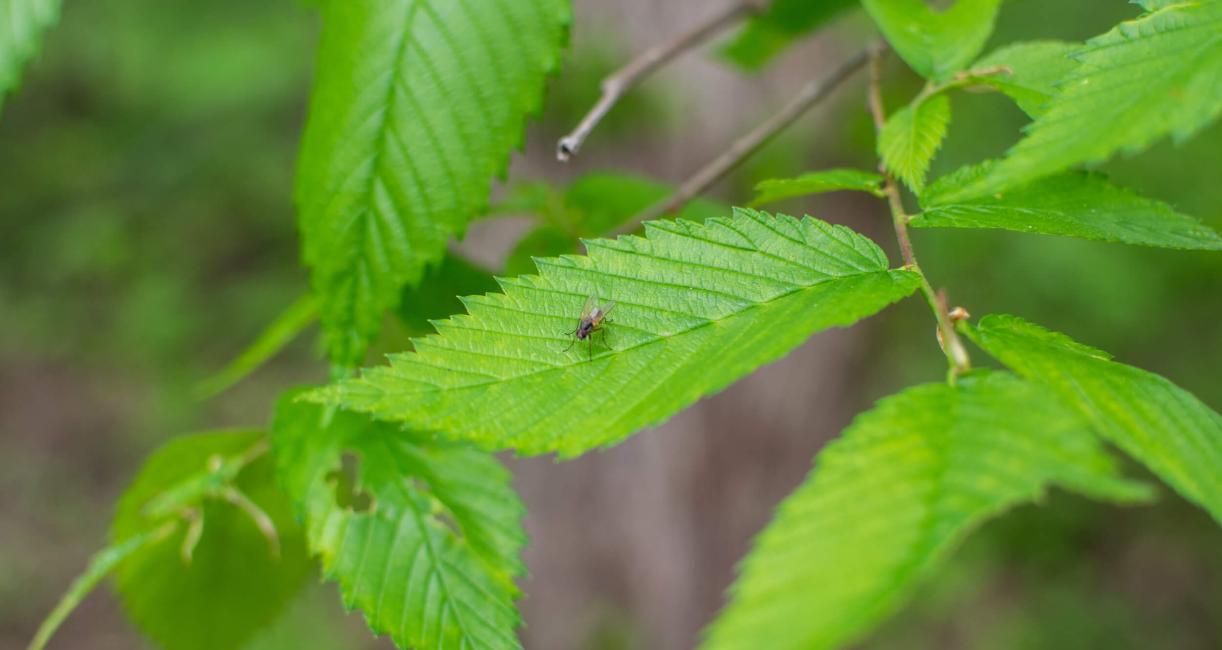 Tree leaves