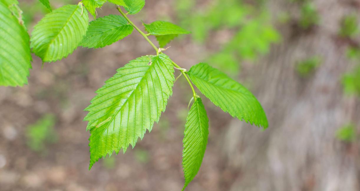 Tree leaves