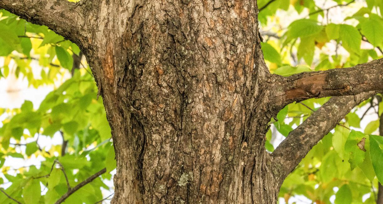 Tree bark