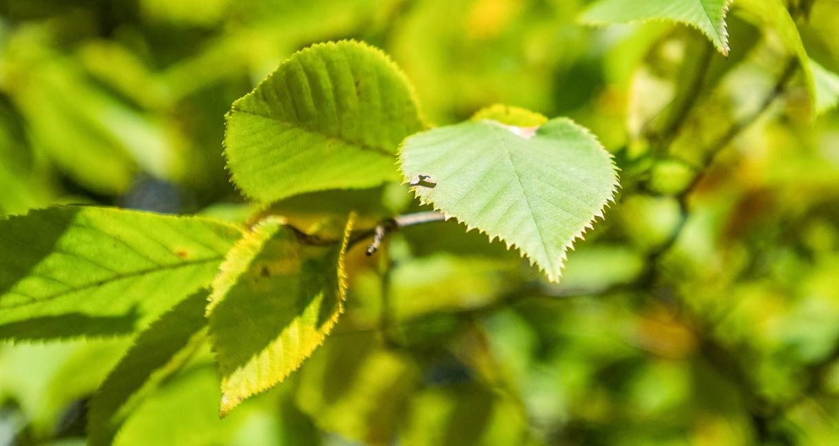 Tree leaves