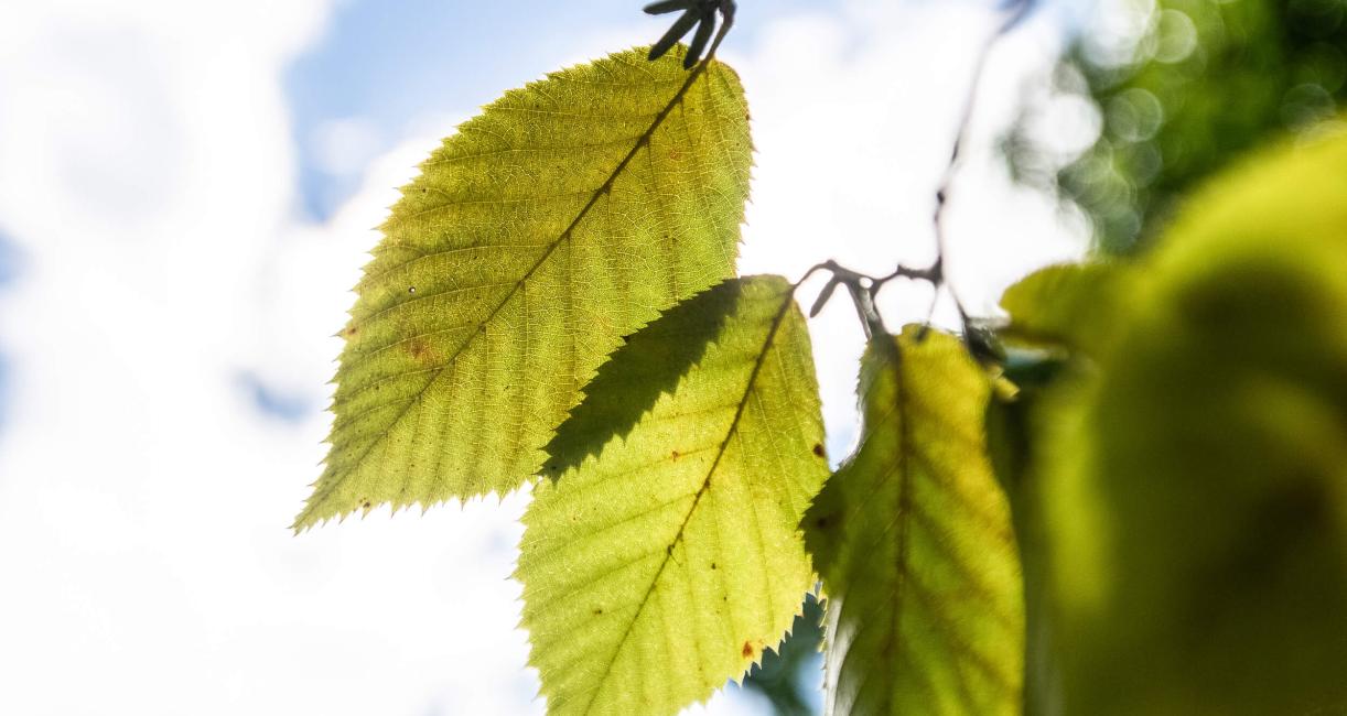 Tree leaves